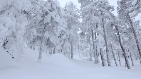 Winter nature background Stock Footage 86221408