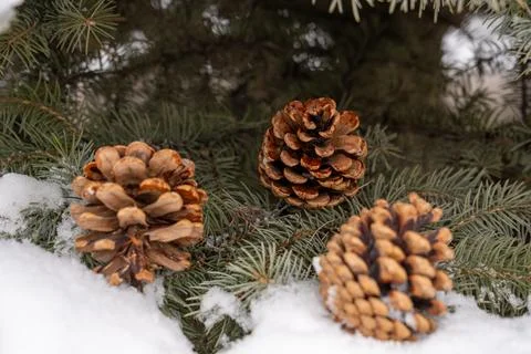 Winter nature background with pine cones and snow-covered spruce branches. Stock Photos