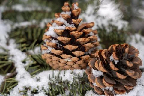 Winter nature background with pine cones and snow-covered spruce branches. Stock Photos