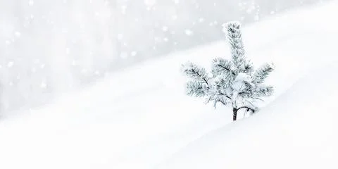 Winter nature background with small pine tree in white snow, copy space Stock-Fotos