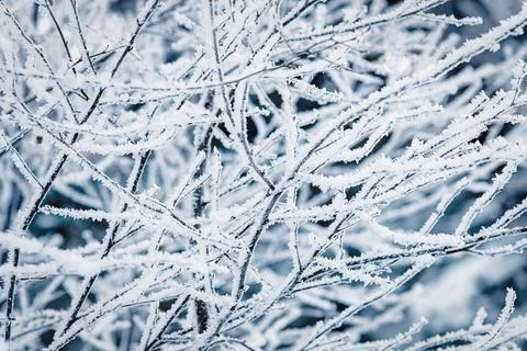Winter nature background with tree branches covered with hoarfrost Stock-Fotos