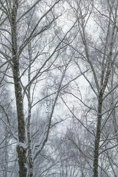 Winter nature display, Cold branches with icy designs, Frostkissed trees exhibit Stock Photos