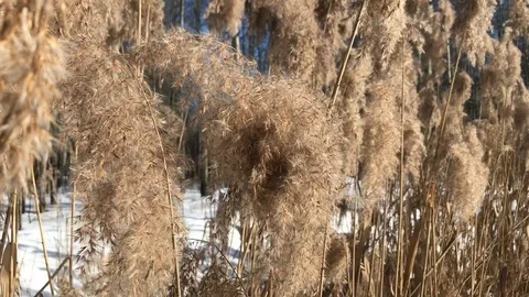 Winter nature Stock Footage 86556693