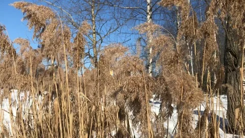 Winter nature Stock Footage 86556820