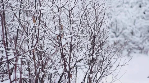 Winter nature Stock Footage 121475669