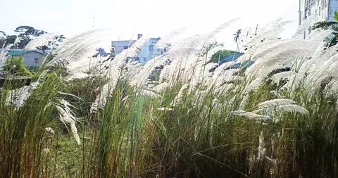 Winter nature harmony with delicate tree branches. Peaceful holiday garden Stock Footage 321137084