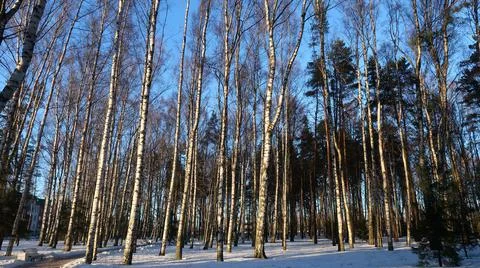 Winter nature Stock Photos