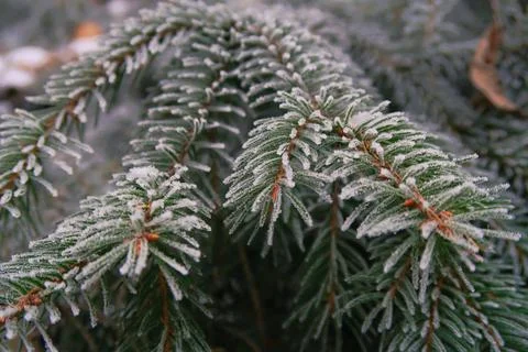 Winter nature Stock Photos