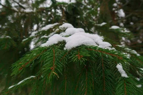 Winter nature Fotos Stock