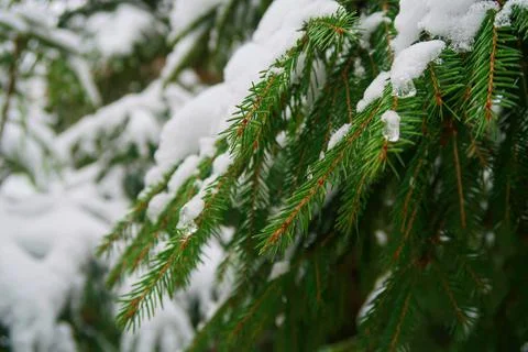 Winter nature Stock Photos