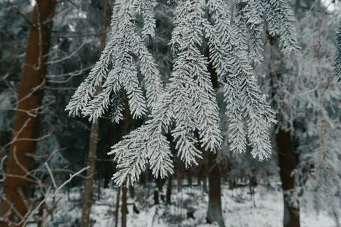 Winter nature Stock Photos