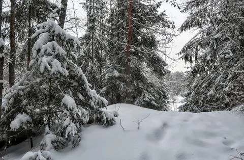 Winter nature Stock Photos