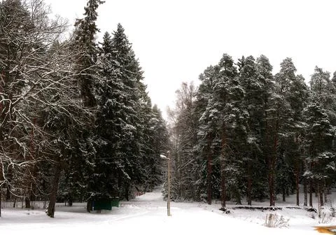 Winter nature Fotos Stock