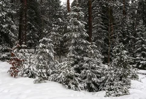 Winter nature Stock Photos