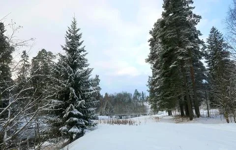 Winter nature Foto stock