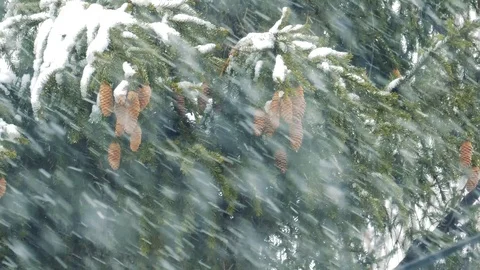 Winter nature - pine branches with snow swaying in the strong wind. Big tree Stock Footage 127984440