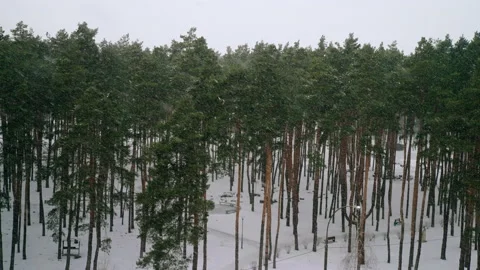 Winter nature scene in daytime Stock Footage 229703199