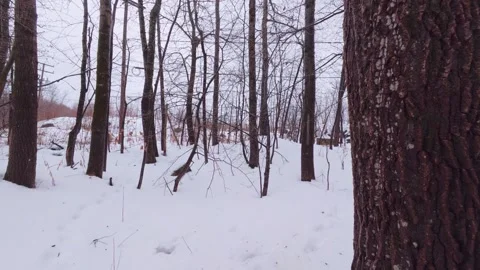 Winter Nature Scene With Falling Snow in Forest 스톡 동영상 324548078