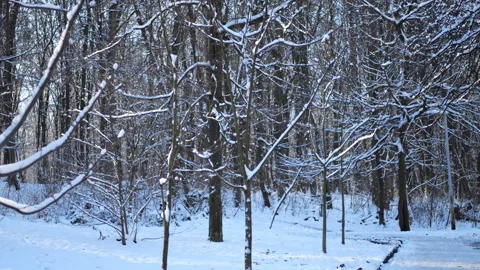 Winter nature scene Snowfall on trees Winter wonderland Stock Footage 295531617