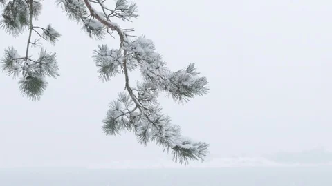 Winter Nature Scene Snowing - Snow On Pine Tree Branch 4k - Sweden Nature Stock Footage 119690102