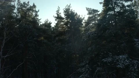 Winter nature scene in sunset. Bright sun backlight on a snowy forest. 스톡 동영상 165328028