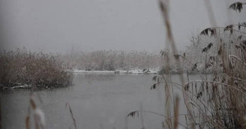 Winter in nature, slowly falling snowflakes, 4K super slomo Stock Footage 169043252