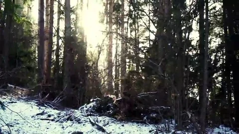 Winter in nature. Snow falling in forest with sun in behind. Stock Footage 69324220