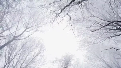 Winter in nature. Snow falling from a trees. Upward view. 스톡 동영상 69324272