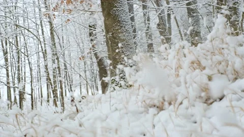 Winter nature. Snowfall in the winter forest. Stock Footage 155422616