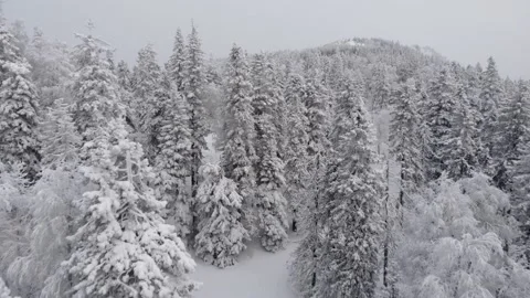Winter nature. Snowy forest. There are many snowdrifts. Frost and cold. Stock Footage 157682971