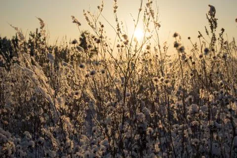 Winter Nature Sunset Stock Photos