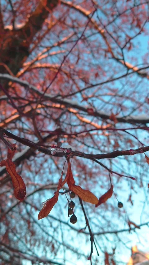 Winter nature vertical video 4K: ice covered bare maple tree branches bokeh Vídeo Stock 320971537