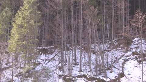 Winter nature view Stock Footage 137640401