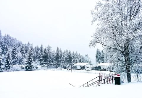 A winter nature view with pine trees on the back Stock Photos