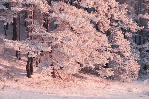 Winter nature. Winter forest. Foto stock