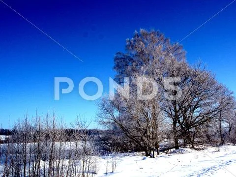 Winter Nature.JPG Stock Photos