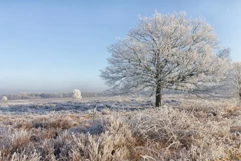 Winter in the Netherlands. Stock Photos