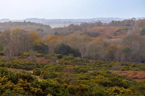 Winter in the New Forest Stock Photos