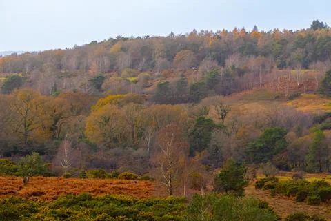 Winter in the New Forest Stock Photos