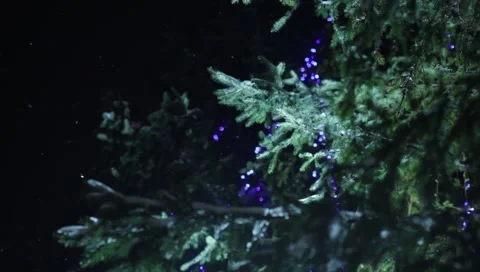 Winter night  Stock Footage 43995774