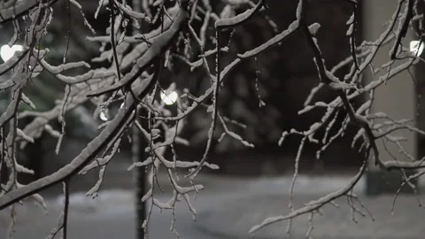 Winter night in the Forest.Tree branches covered with snow.Merry Christmas and Stock Footage