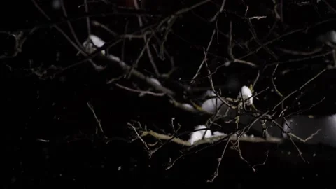 Winter night. It's snowing. There is snow on the branches of the apple tree. Vídeos de archivo 146803296