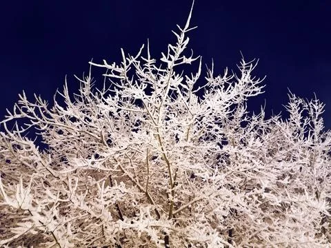 Winter night landscape, branches covered with snow Stock Photos