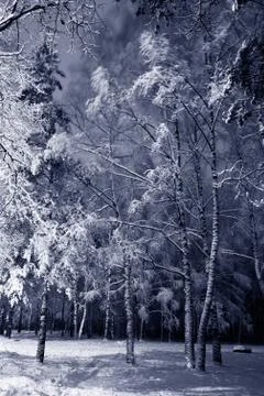Winter night landscape Foto stock