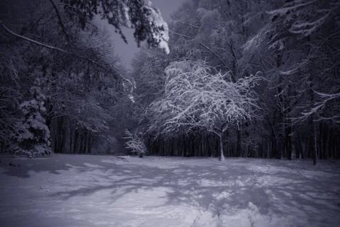 Winter night landscape Foto stock