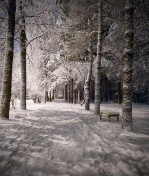 Winter night landscape Stock Photos