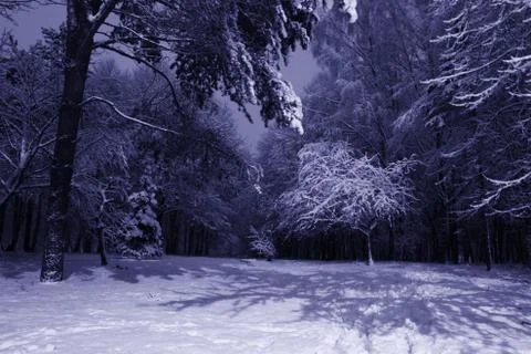 Winter night landscape Stock Photos