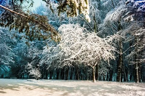 Winter night landscape Stock Photos