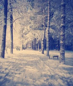 Winter night landscape Stock Photos