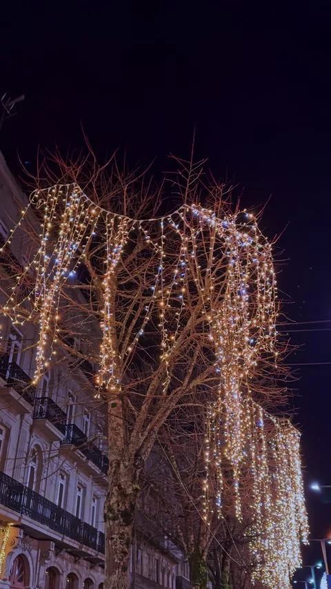 Winter Night Lights Draping Over Bare Tree Branches Stock Footage 279085527